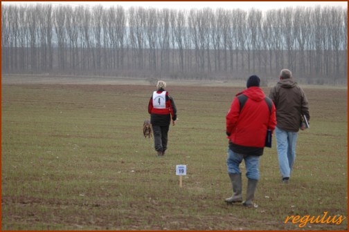 VDH DM IPO FH Oberdorla 2011
